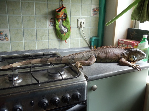 15 июля 2011